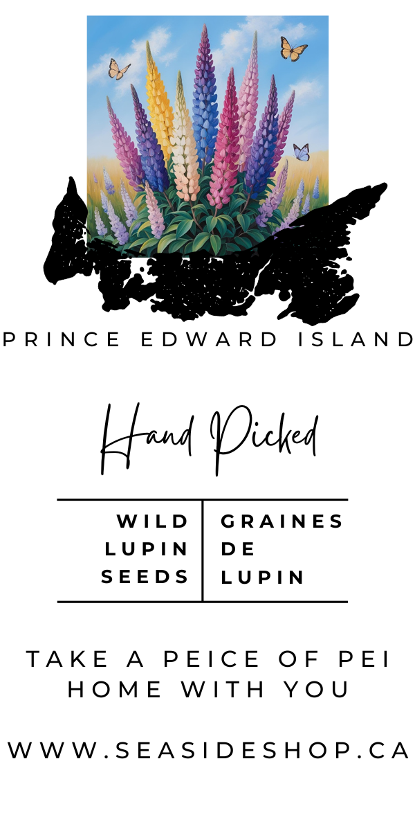 Seaside Lupin Seed Pkg