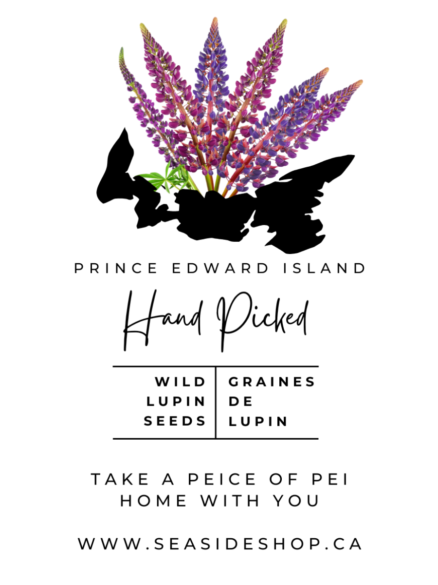 Seaside Lupin Seed Pkg